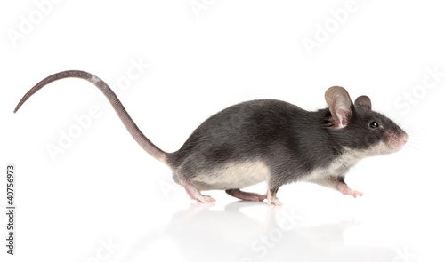Mouse with a long tail running