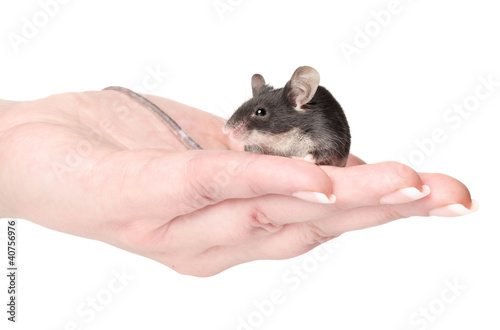 Little mouse sitting on hands