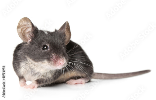 Mouse posing on a white background (Shallow DOF)