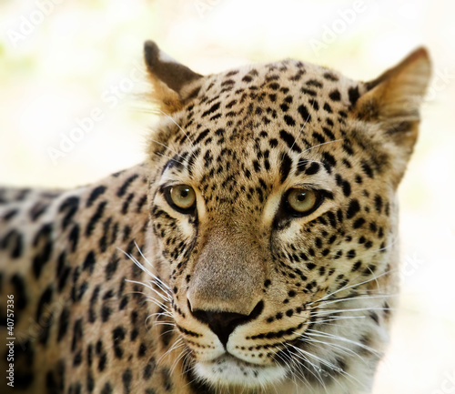 Closeup of Leopard looks forward