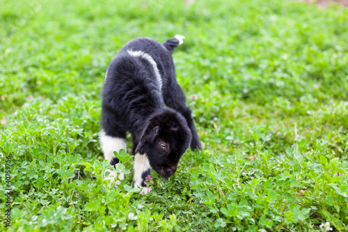 Baby goat in a grass field