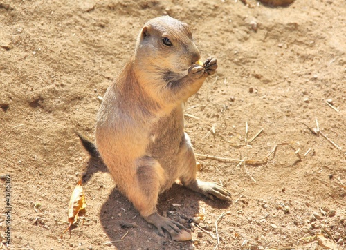 Chien de prairie qui mange