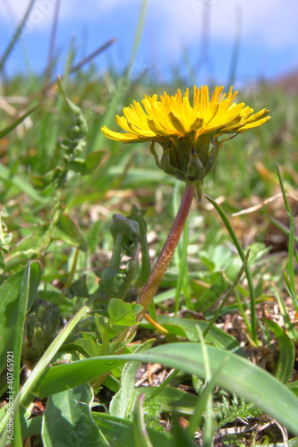 taraxacum officinale photo