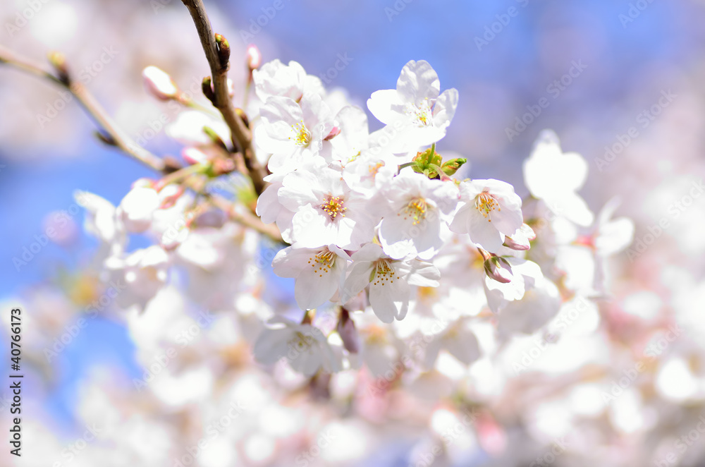 桜の花のクローズアップ