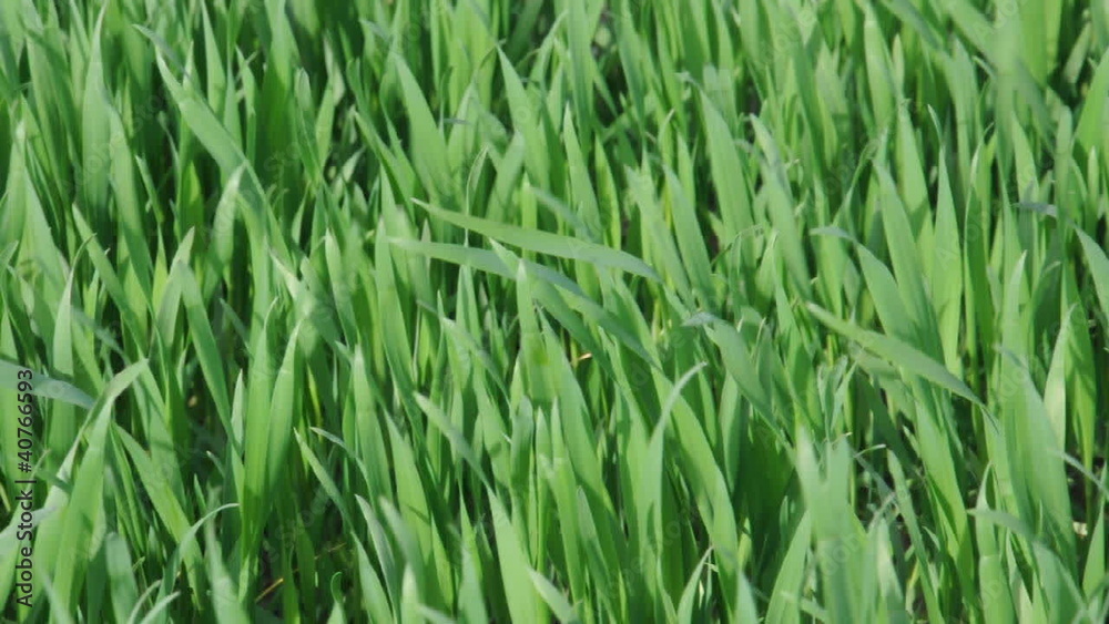 Grünes Getreidefeld Grünes Getreidefeld