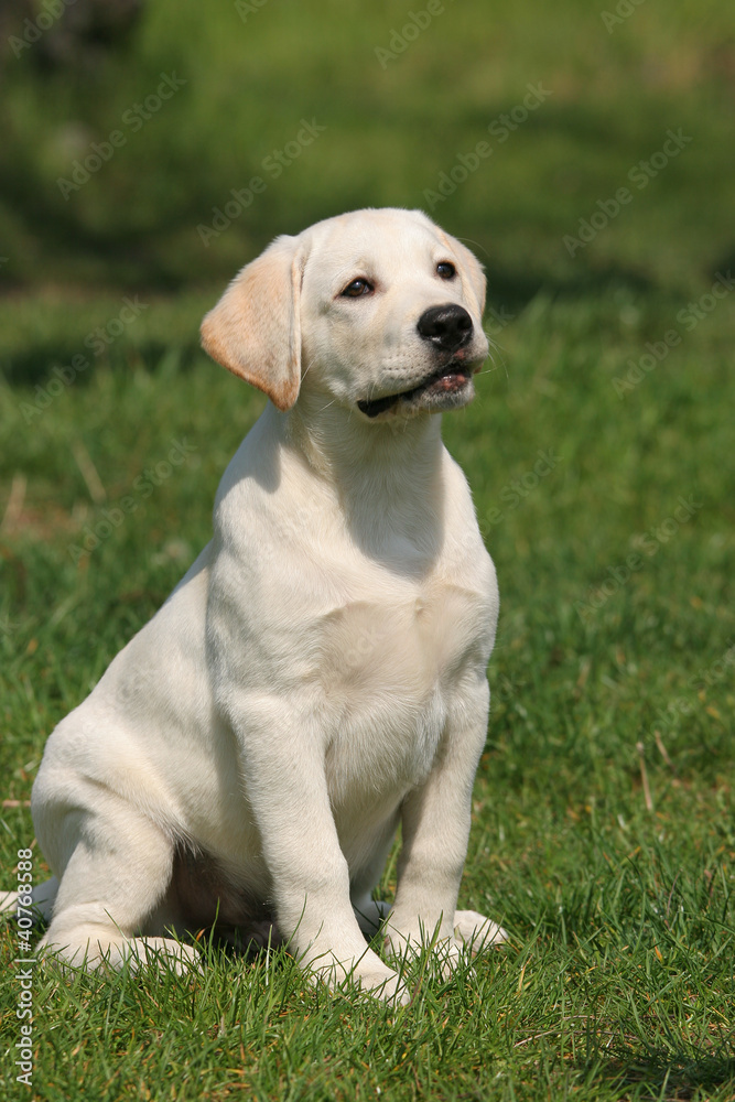 labrador puppy sitting on the grass