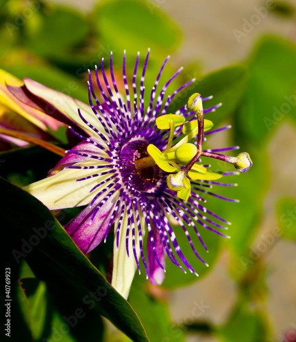 Passion flower medicinal plant