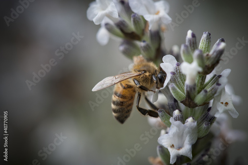 Honey Bee in a small purple flower