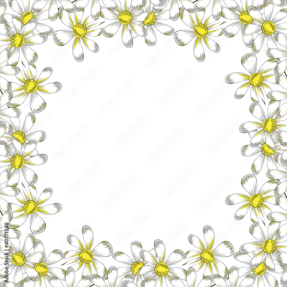 chamomile flowers on a white background