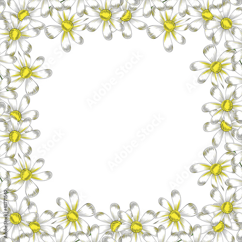 chamomile flowers on a white background