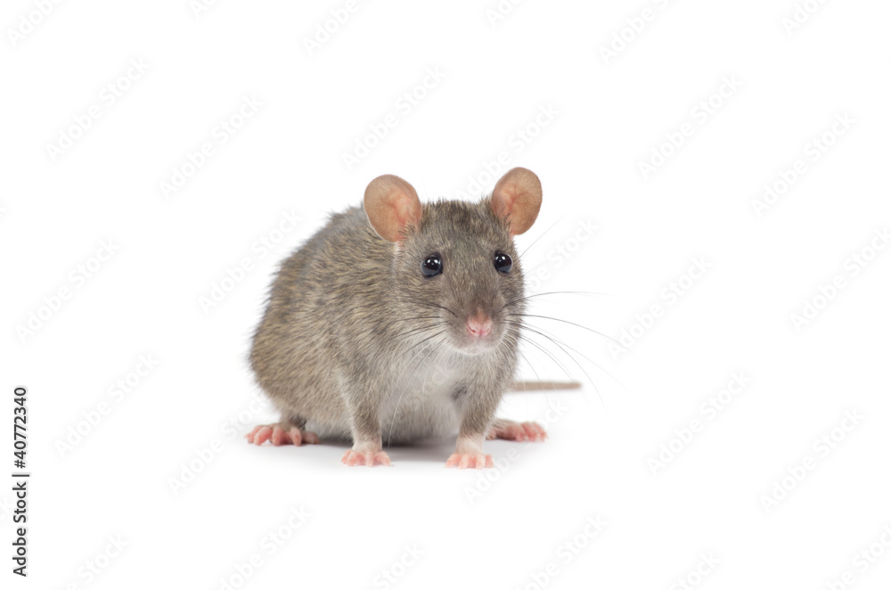 rat