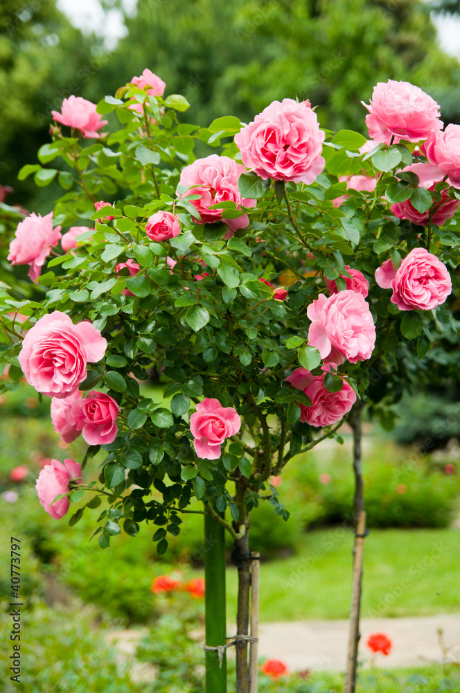 Fototapeta premium Pink rose