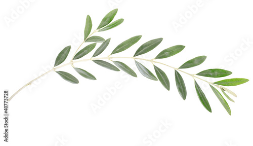 Fotografie, Tablou Olive branch on white, clipping path included