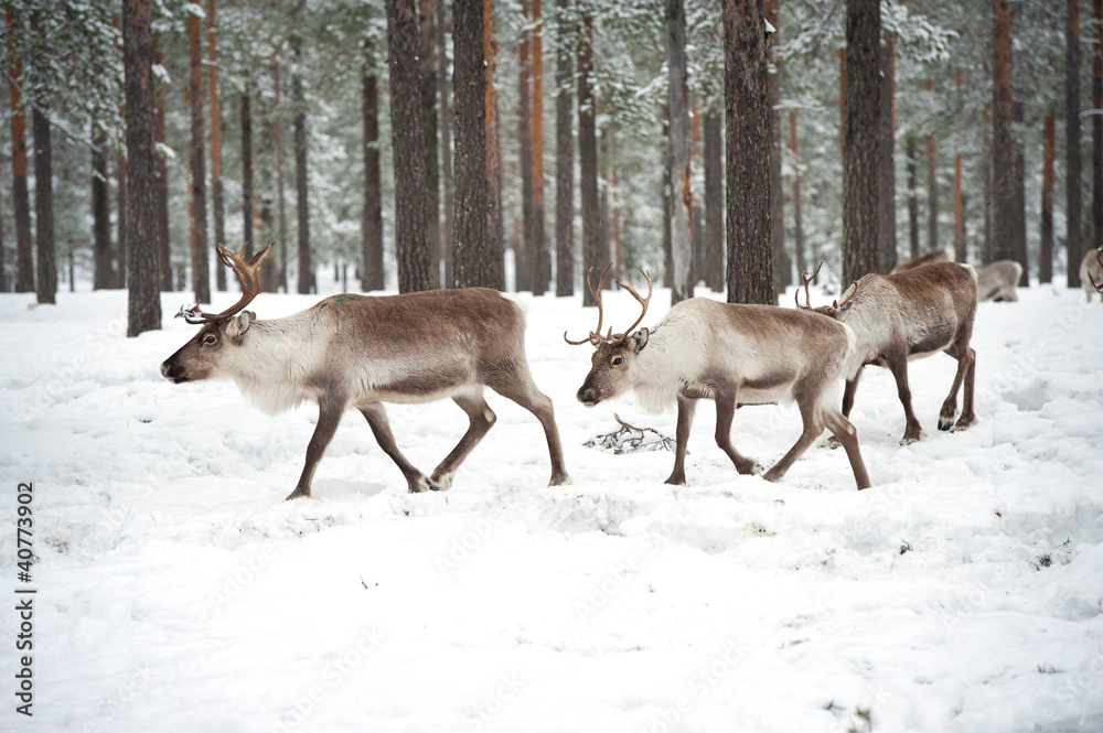 reindeer reindeer