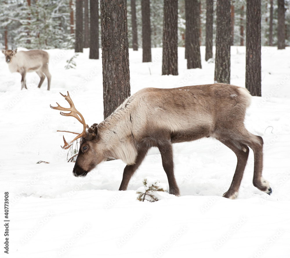 reindeer reindeer