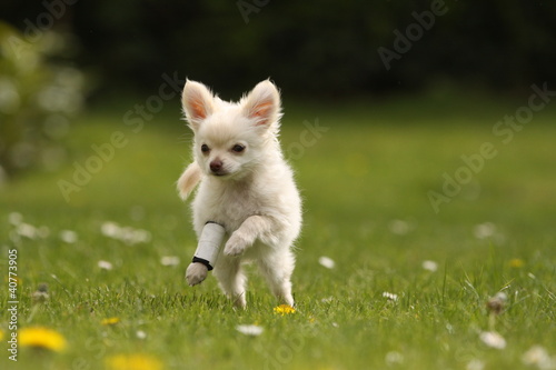 Billede på lærred Chihuahua springt