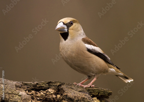 Hawfinch bird