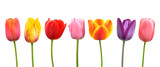 Multi-colored tulips in a row; pink, yellow, red, orange, purple