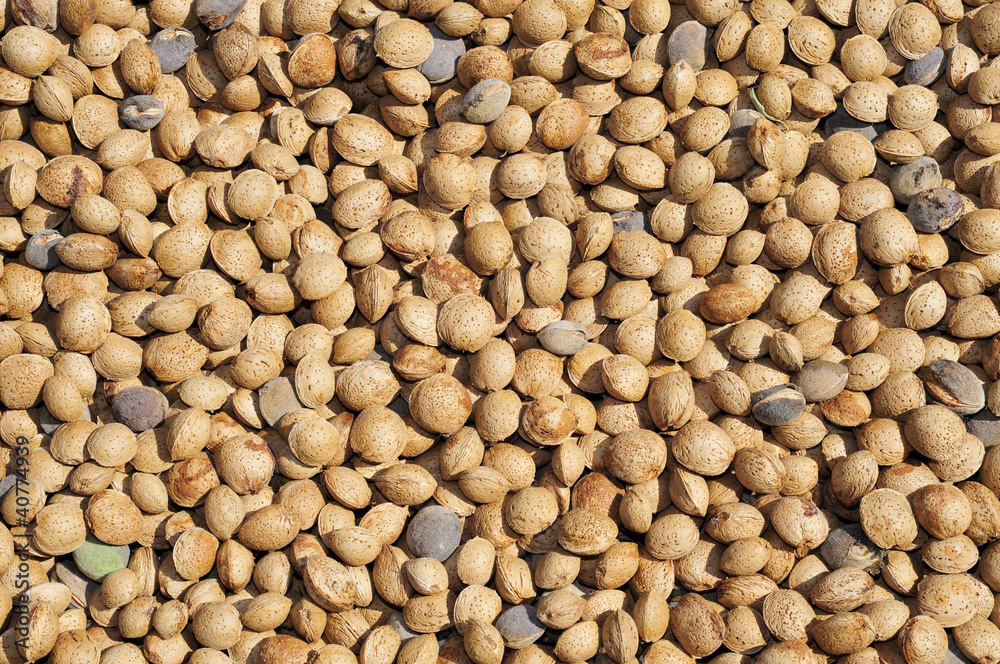 almonds in shell almonds in shell
