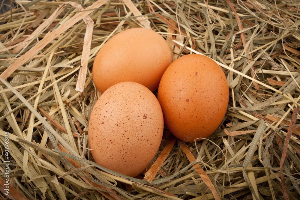 Eggs in straw nest
