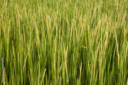 Rice field