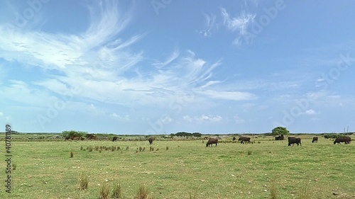 Cows in Kuroshima island,Okinawa,Japan_2 photo