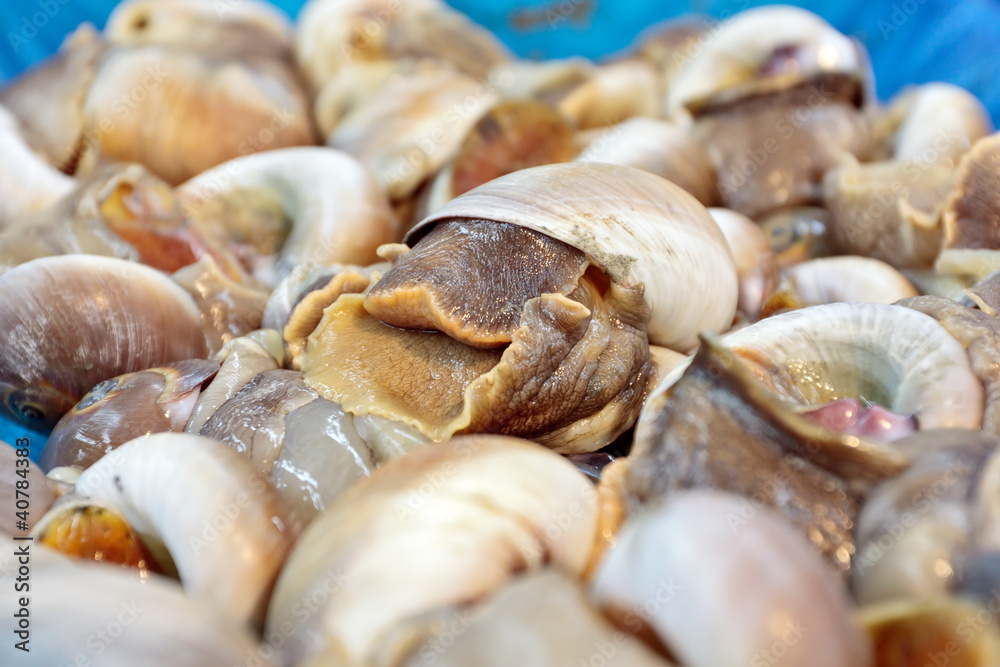 Fresh snails