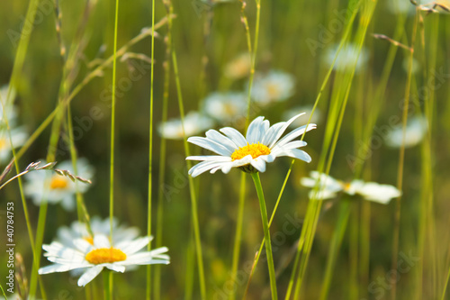 Fototapeta Naklejka Na Ścianę i Meble -  kleine Magerite im Gras