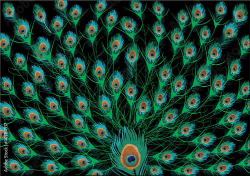 peacock feathers background illustration
