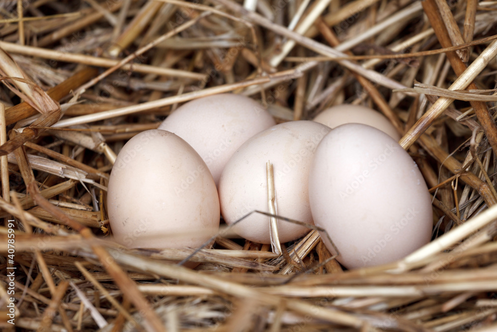 organic eggs organic eggs
