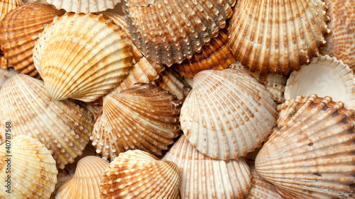 sea shell background