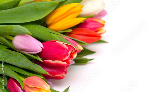 beautiful bouquet of fresh and colorful tulips isolated on white