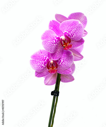 Fototapeta Naklejka Na Ścianę i Meble -  orchid flower