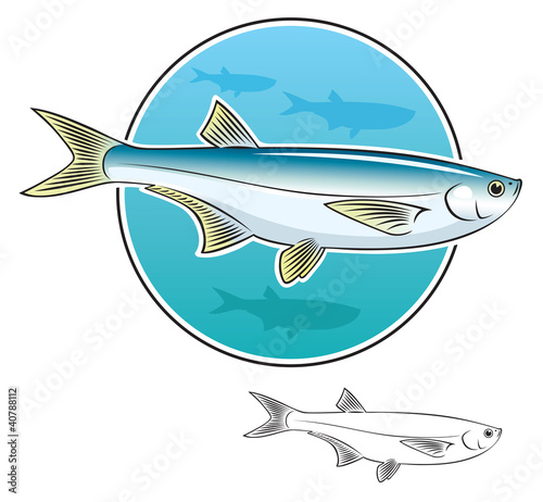 herring