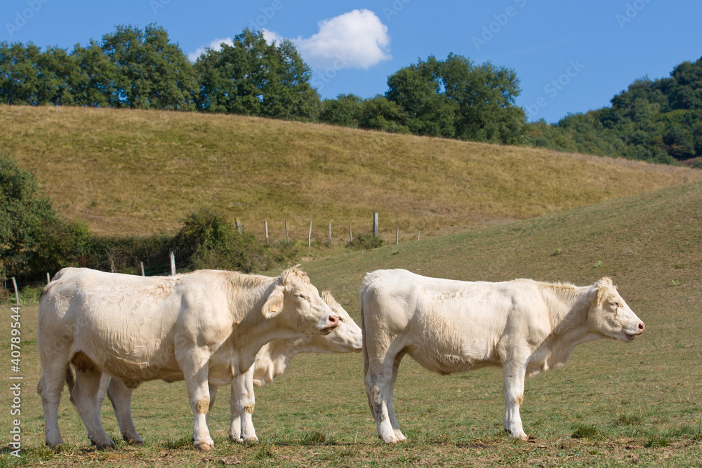 Vacas blancas en paisaje rural Vacas blancas en paisaje rural