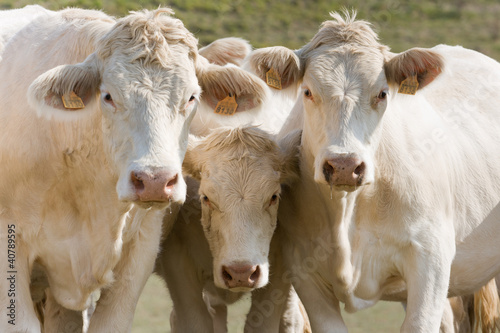 Tres vacas blancas curiosas photo