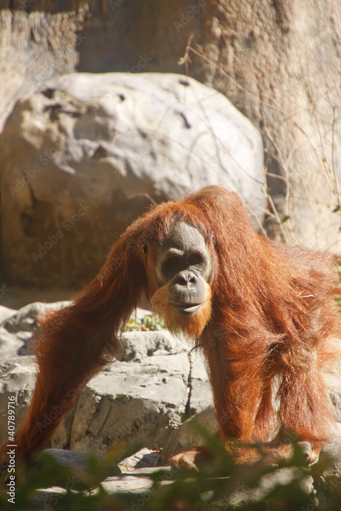 Obraz premium Orangutan Walking Among Trees