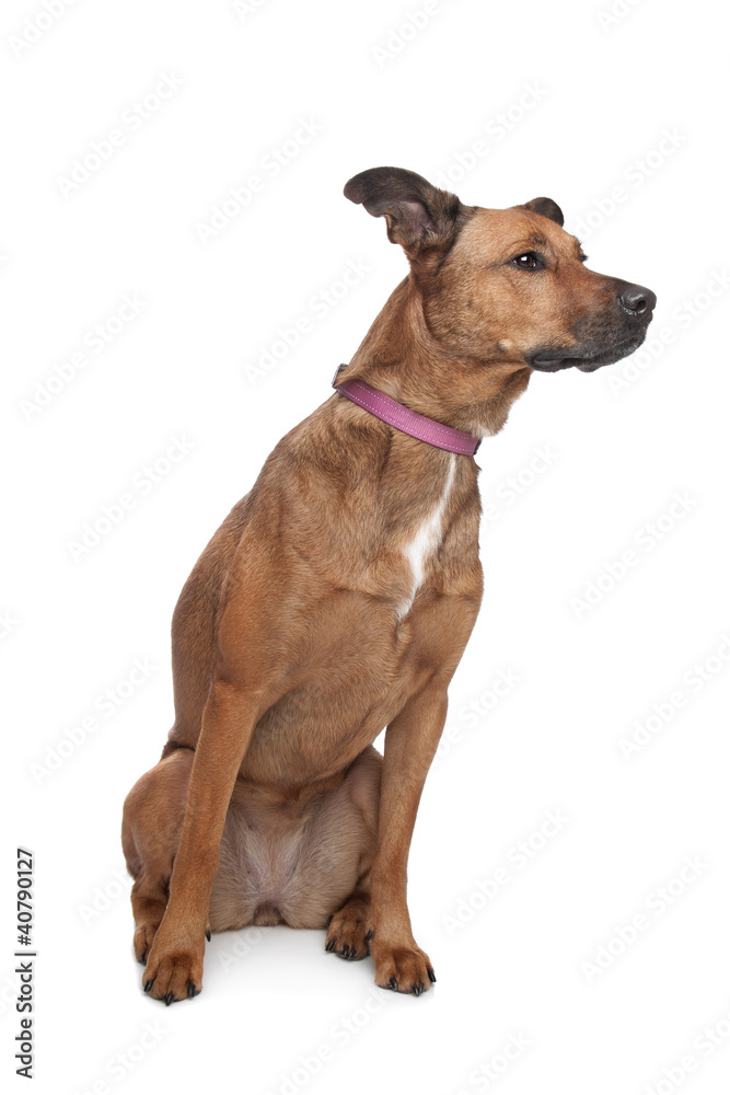 mixed breed dog mixed breed dog