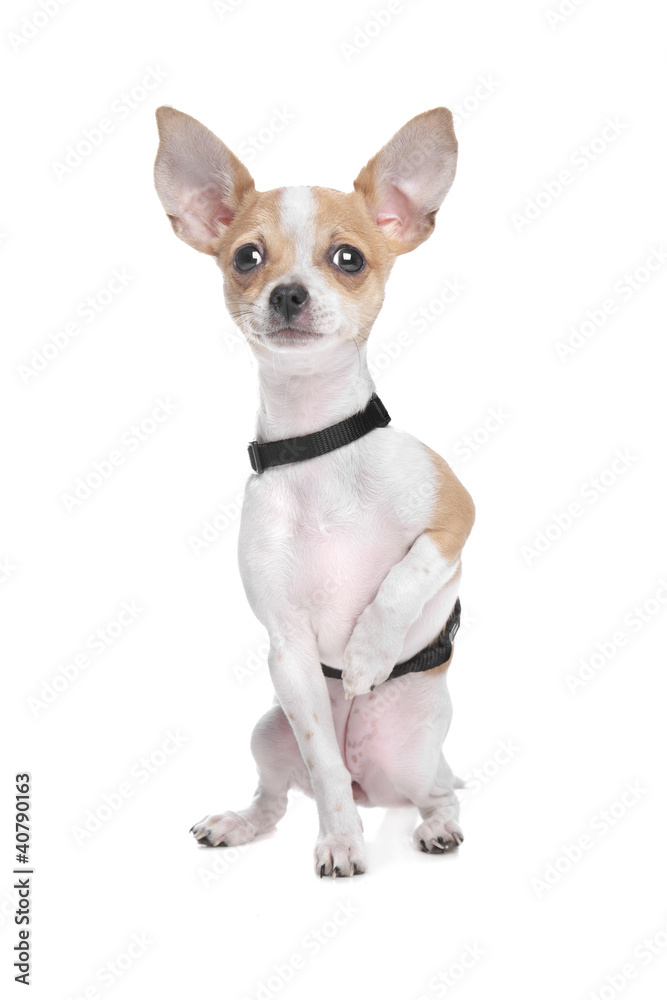 Short haired chihuahua