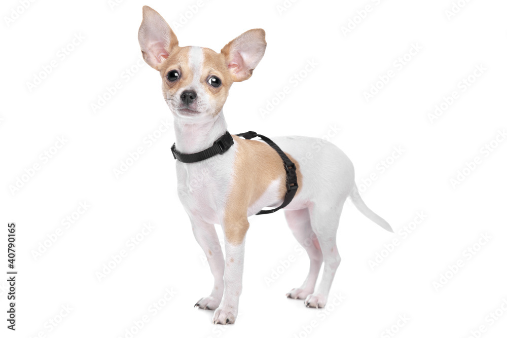 Short haired chihuahua