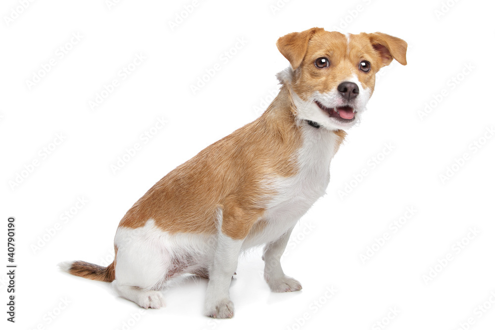 mixed breed dog mixed breed dog