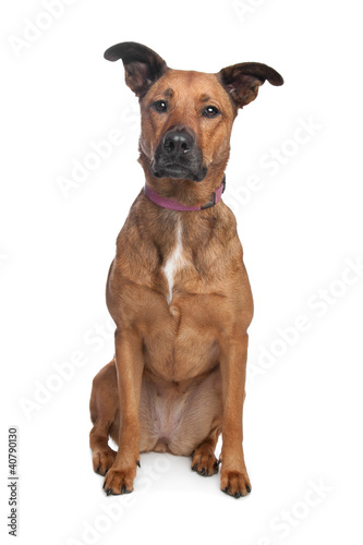 mixed breed dog