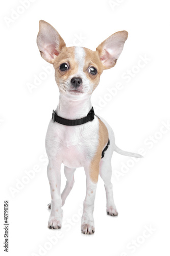 Short haired chihuahua