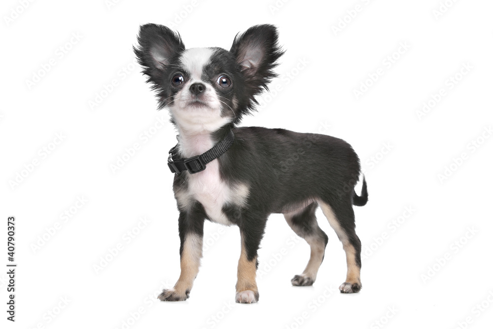 Long haired chihuahua puppy