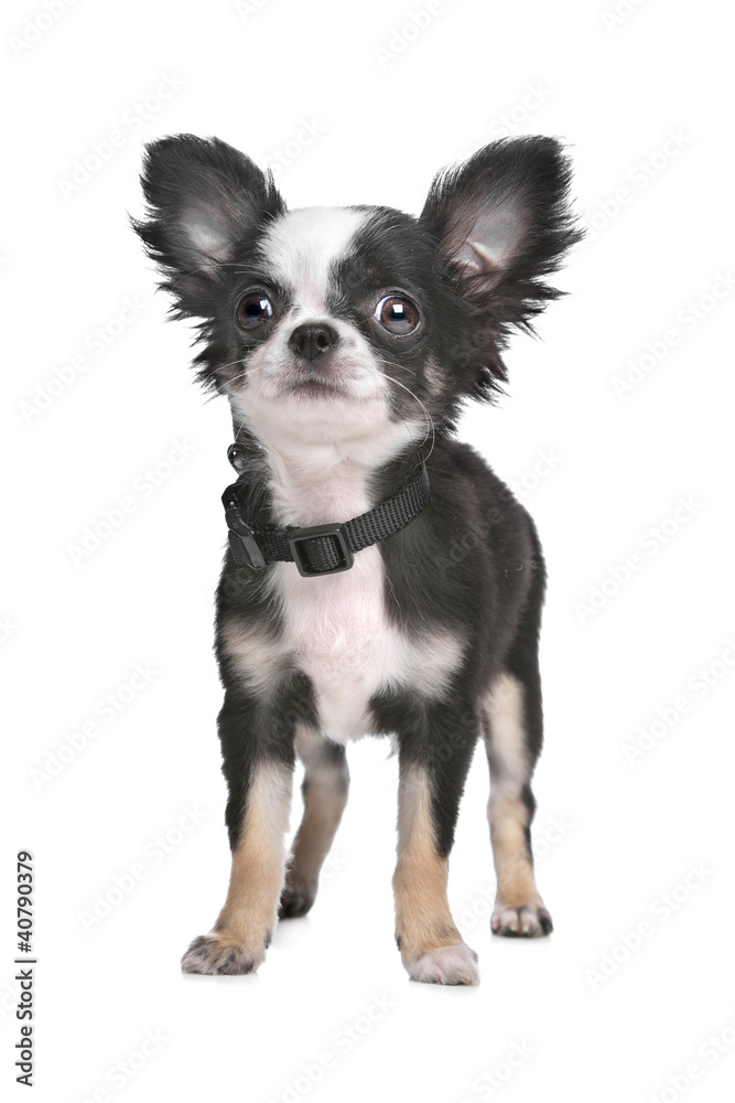 Long haired chihuahua puppy