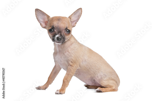 short haired chihuahua