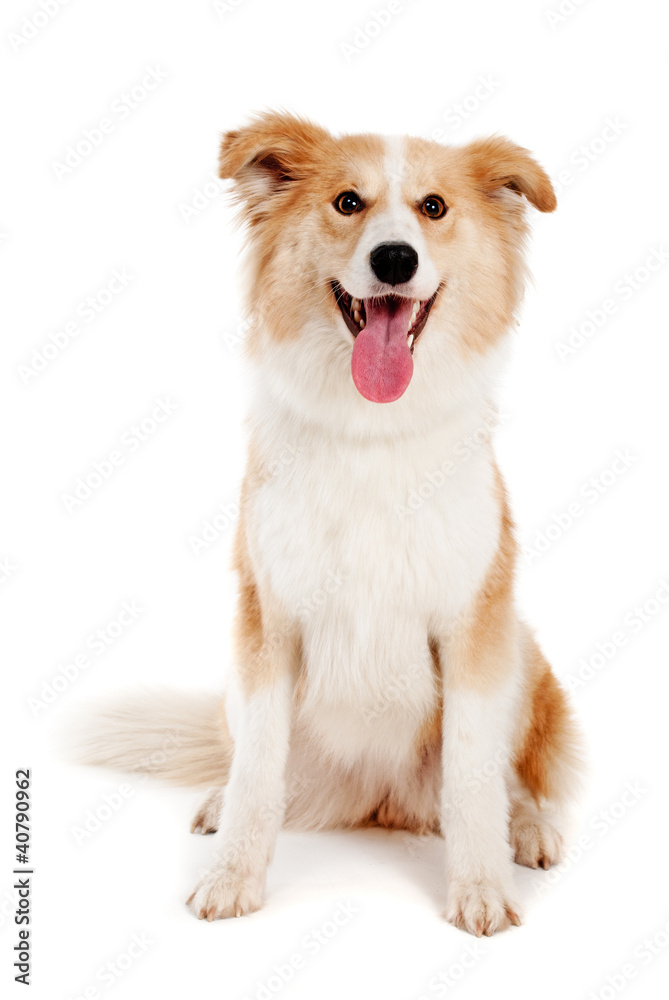 Red dog on white background