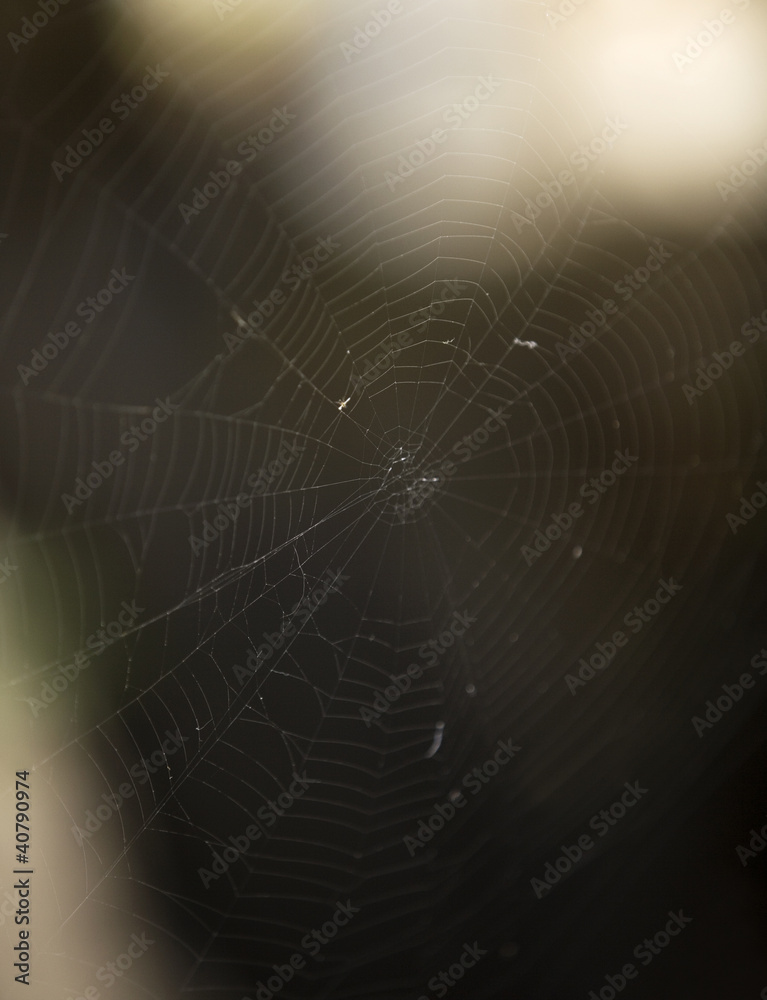 Spider web Spider web