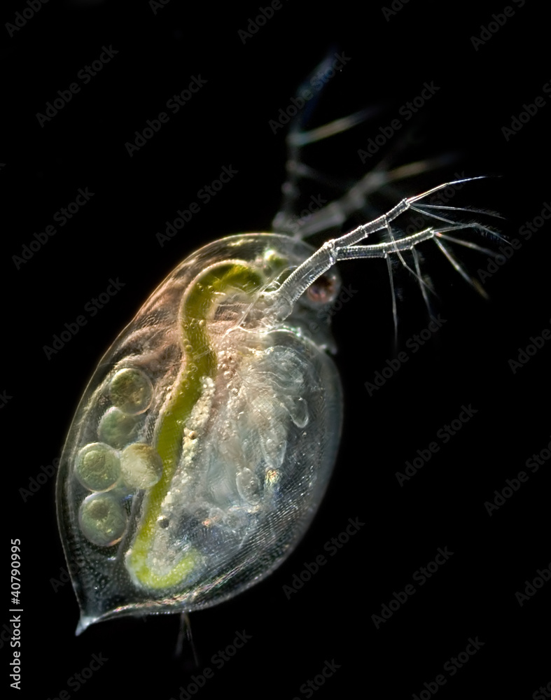 WASSERFLÖHE Daphnien, 3 Liter (3000 Ml) - Natürliches Fischfutter Für Angler