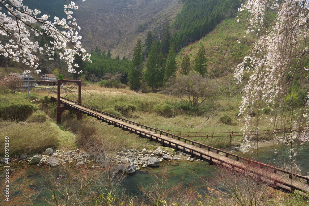 Fototapeta premium 吊り橋